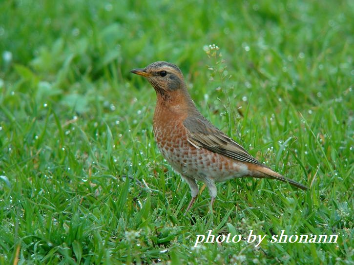 �Ó�̕��ƌ�