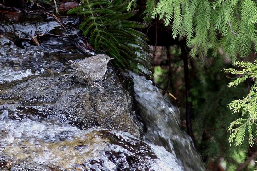 �Ó�̕��ƌ�