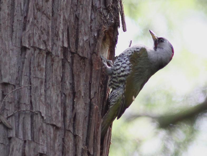 �Ó�̕��ƌ�