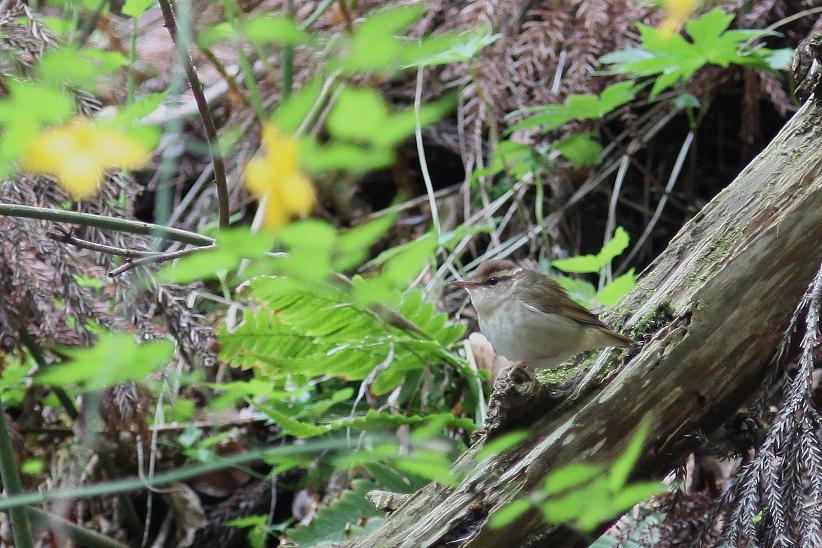 �Ó�̕��ƌ�