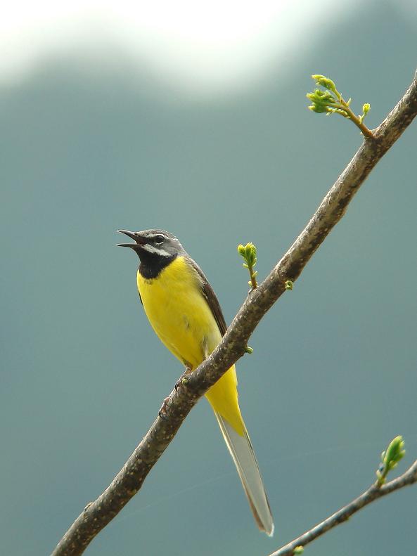 �Ó�̕��ƌ�