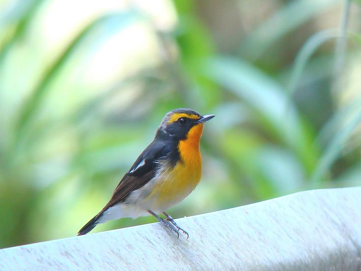 �Ó�̕��ƌ�