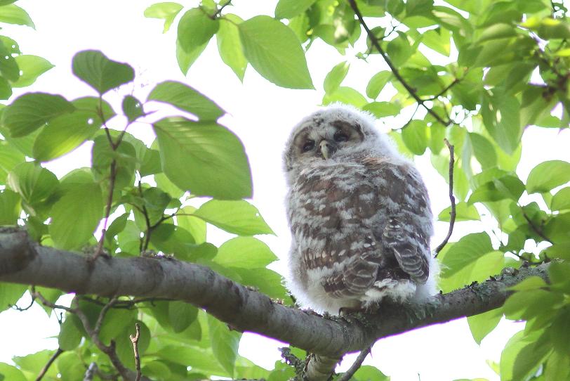 �Ó�̕��ƌ�