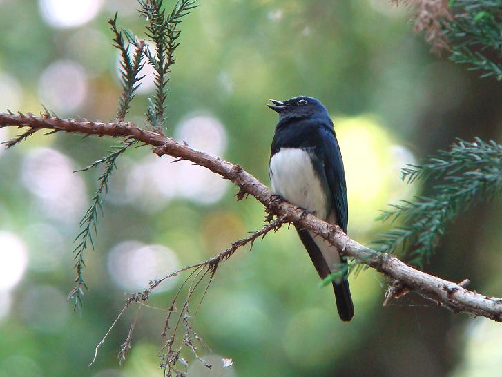 �Ó�̕��ƌ�