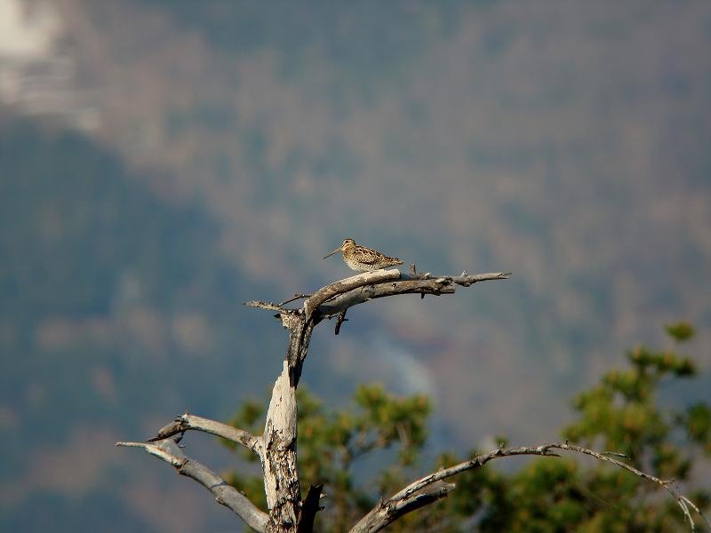 �Ó�̕��ƌ�