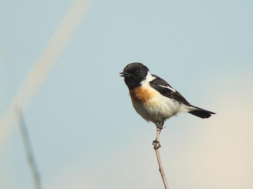 �Ó�̕��ƌ�