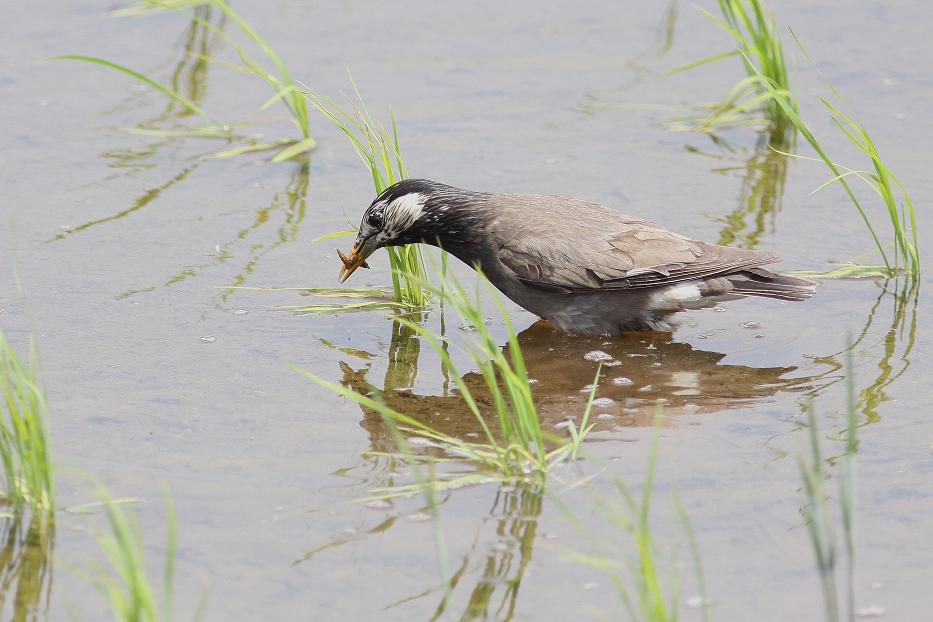 �Ó�̕��ƌ�