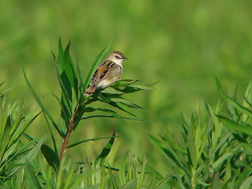 �Ó�̕��ƌ�