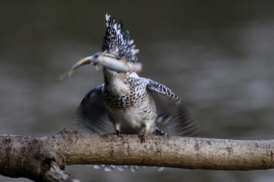 �Ó�̕��ƌ�