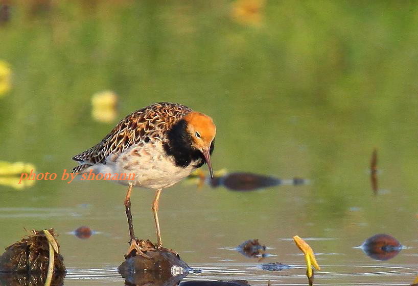 �Ó�̕��ƌ�