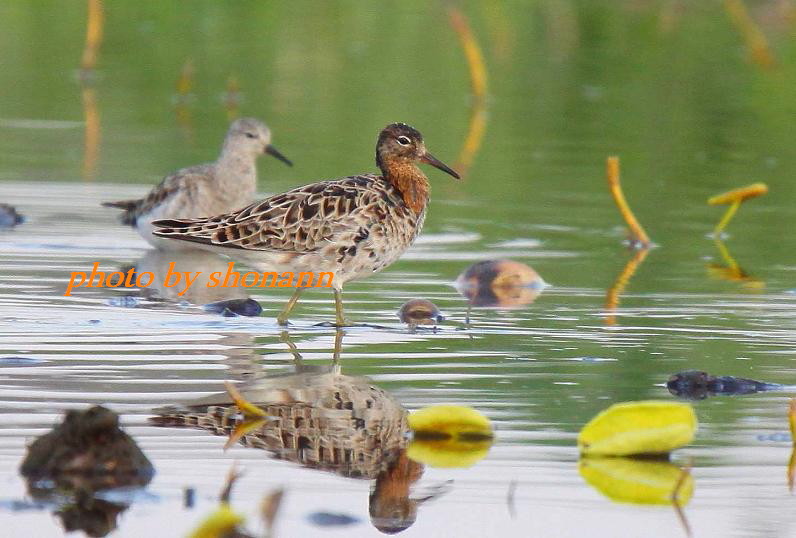 �Ó�̕��ƌ�