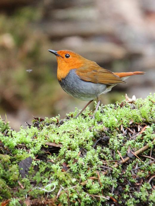 �Ó�̕��ƌ�