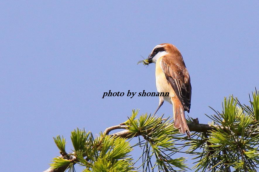 �Ó�̕��ƌ�