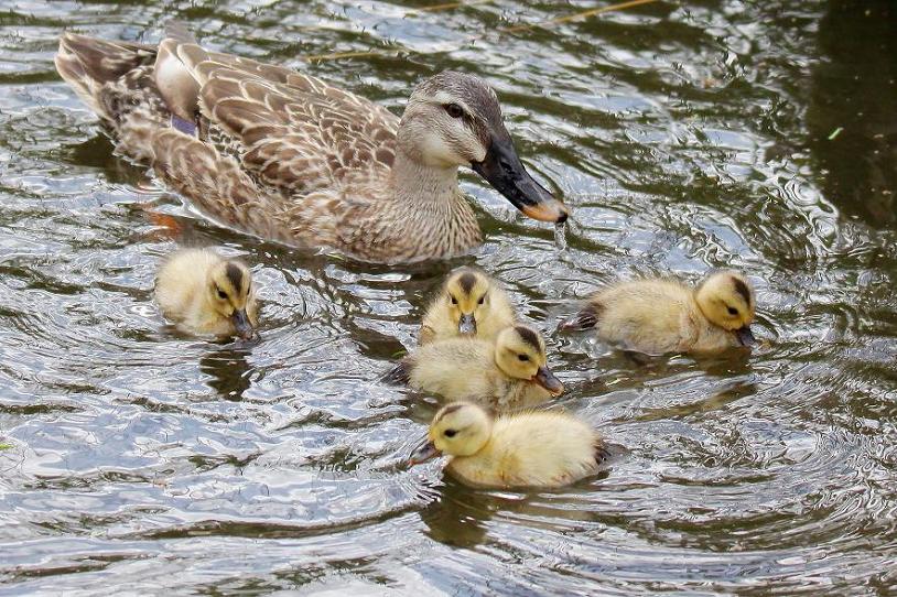 �Ó�̕��ƌ�