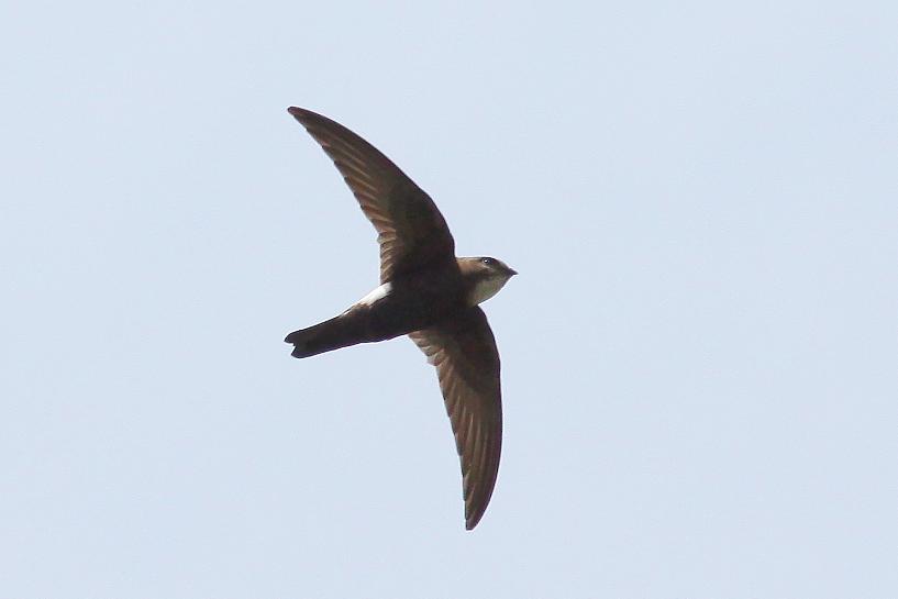 �Ó�̕��ƌ�