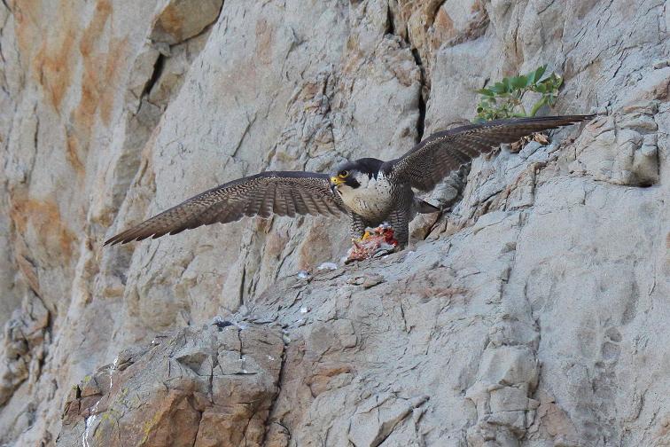 �Ó�̕��ƌ�