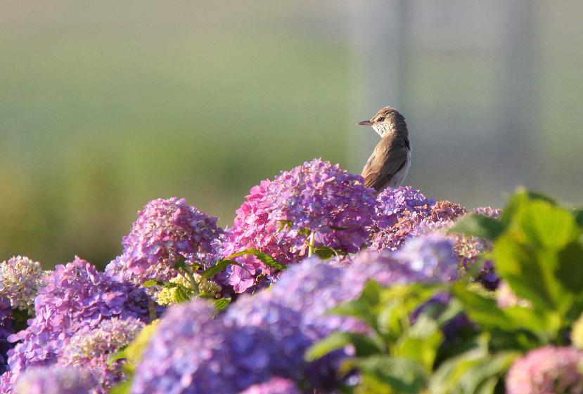 �Ó�̕��ƌ�