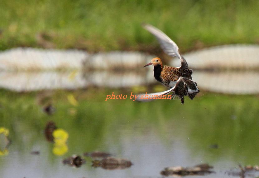 �Ó�̕��ƌ�