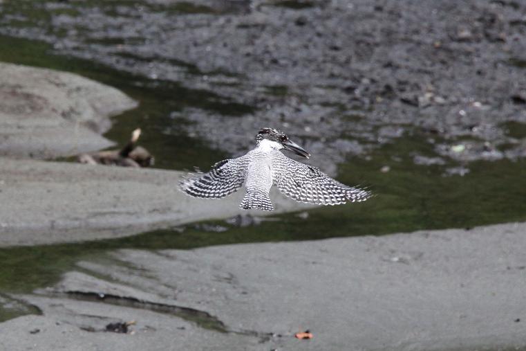 �Ó�̕��ƌ�