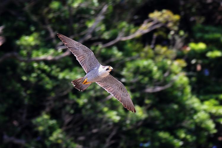 �Ó�̕��ƌ�