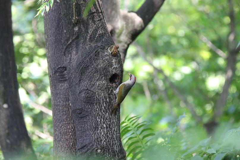 �Ó�̕��ƌ�