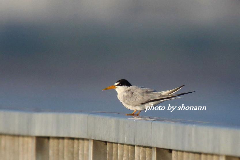 �Ó�̕��ƌ�