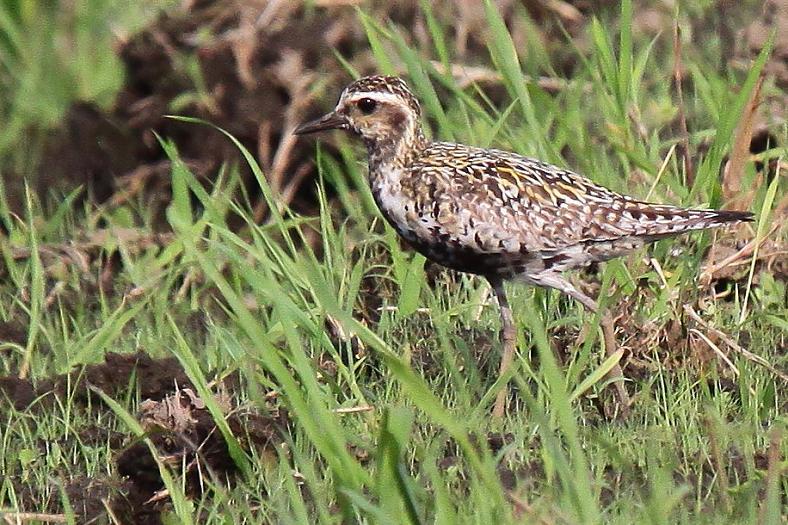 �Ó�̕��ƌ�