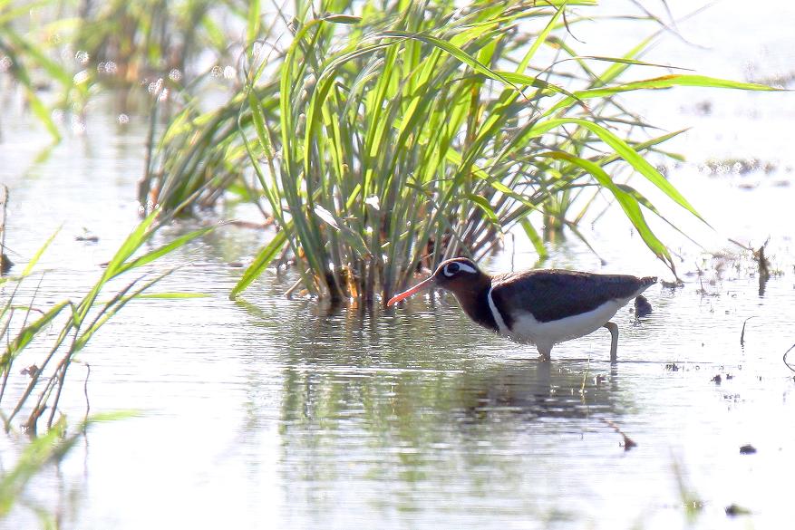 �Ó�̕��ƌ�