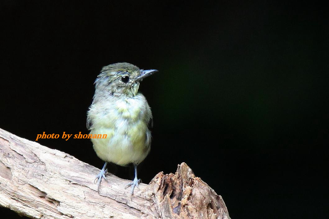 �Ó�̕��ƌ�