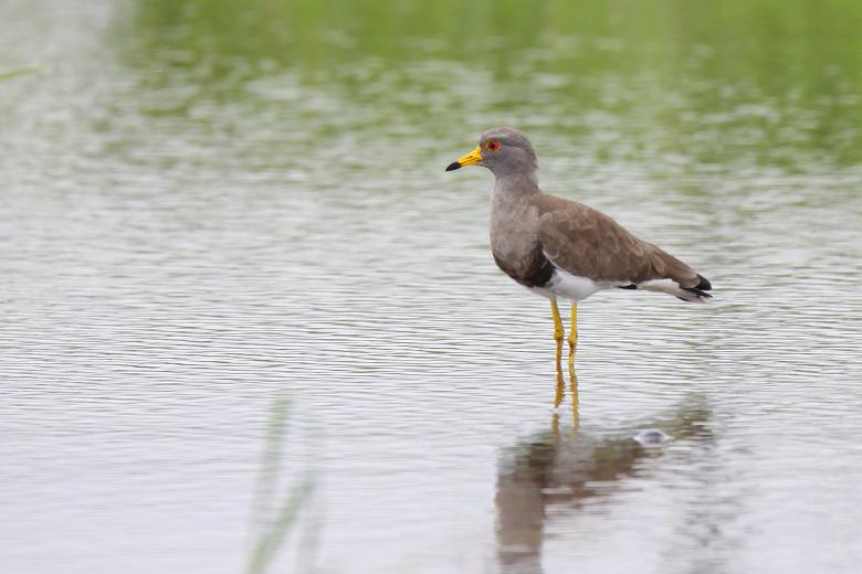 �Ó�̕��ƌ�