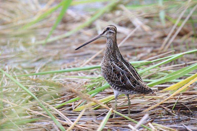 �Ó�̕��ƌ�