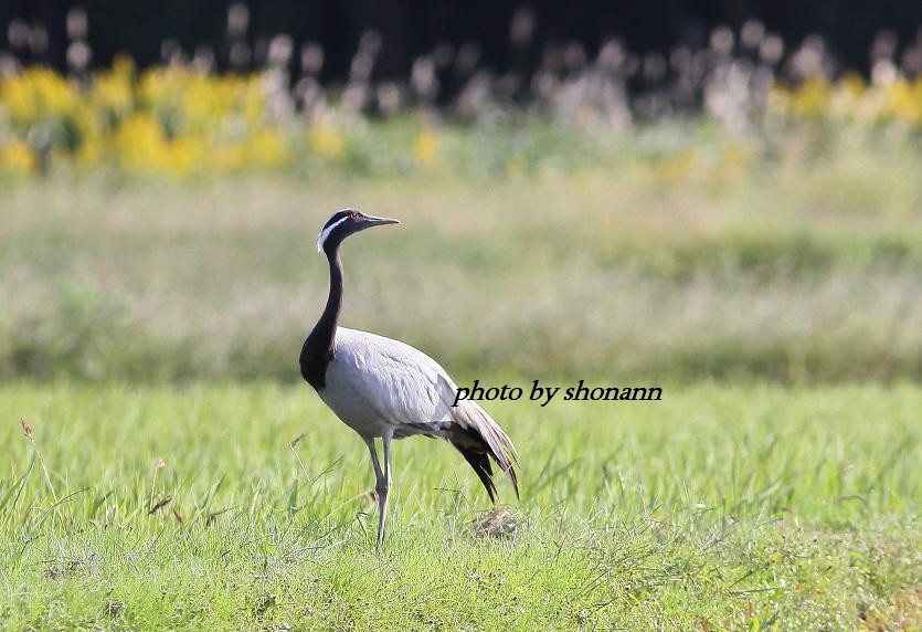 �Ó�̕��ƌ�