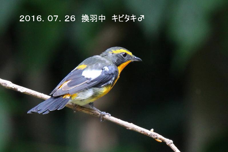 �Ó�̕��ƌ�