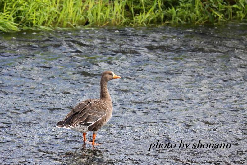 �Ó�̕��ƌ�