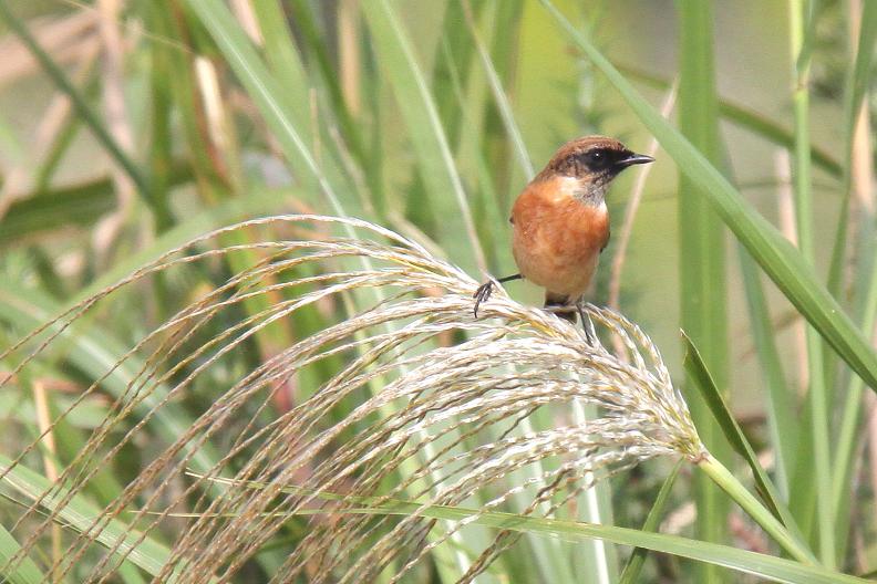 �Ó�̕��ƌ�