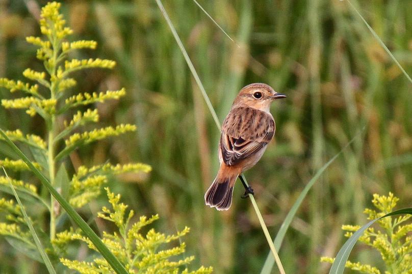 �Ó�̕��ƌ�