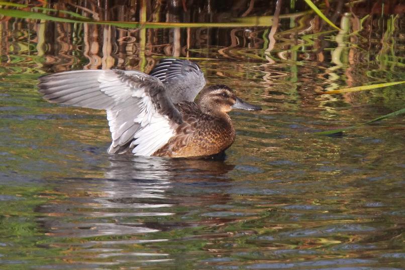 �Ó�̕��ƌ�