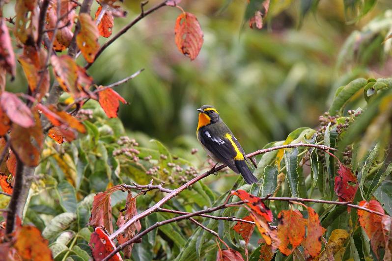 �Ó�̕��ƌ�