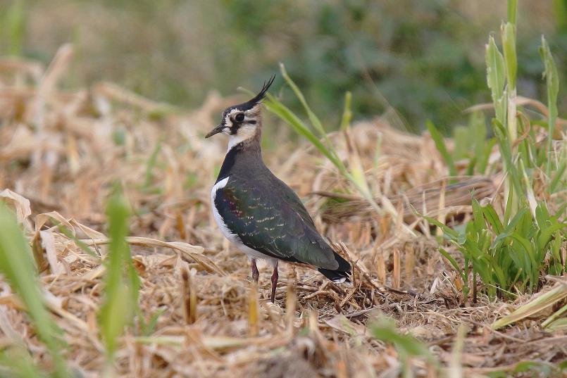 �Ó�̕��ƌ�