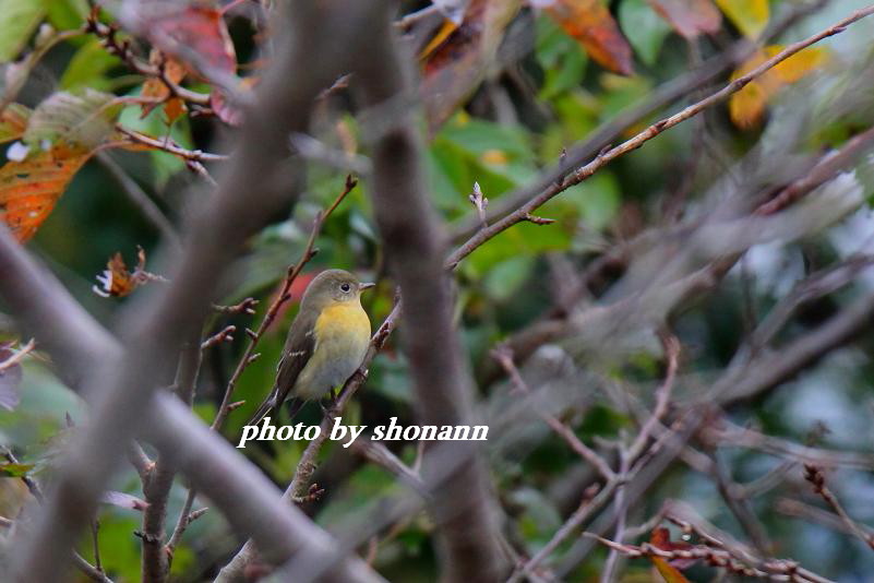 �Ó�̕��ƌ�