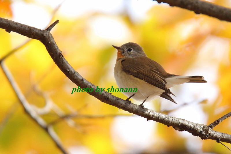 �Ó�̕��ƌ�