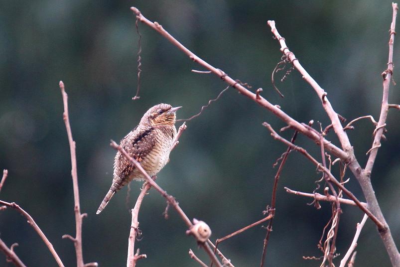 �Ó�̕��ƌ�