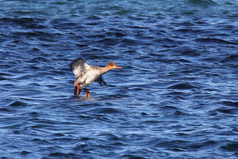 �Ó�̕��ƌ�