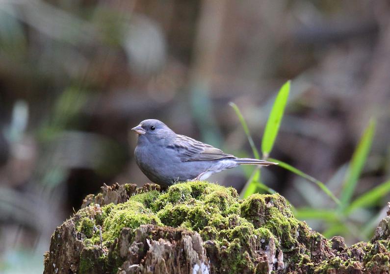 �Ó�̕��ƌ�