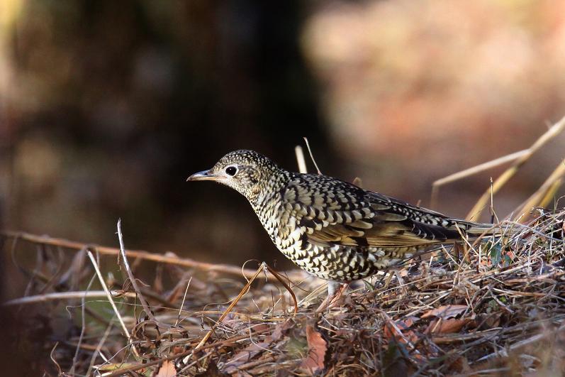 �Ó�̕��ƌ�