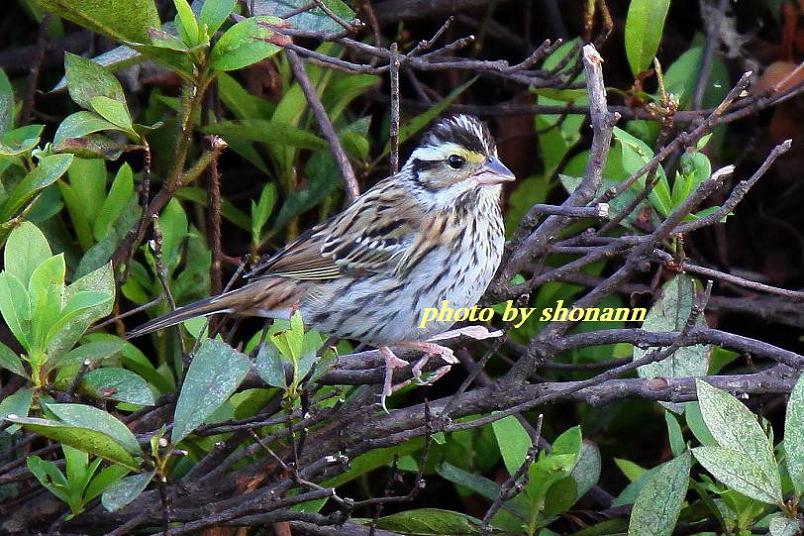 �Ó�̕��ƌ�