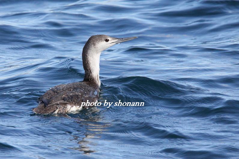 �Ó�̕��ƌ�