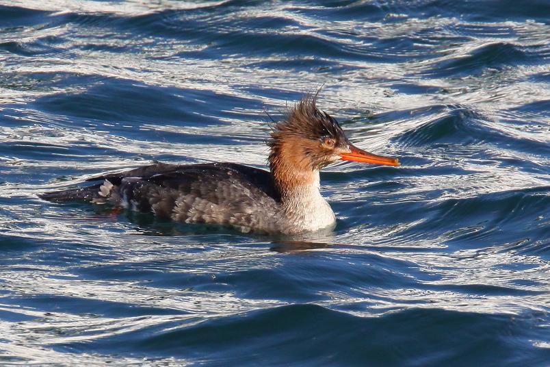 �Ó�̕��ƌ�