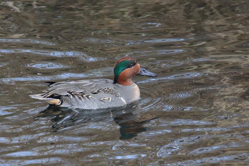 �Ó�̕��ƌ�