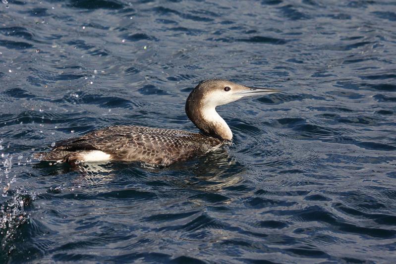 �Ó�̕��ƌ�